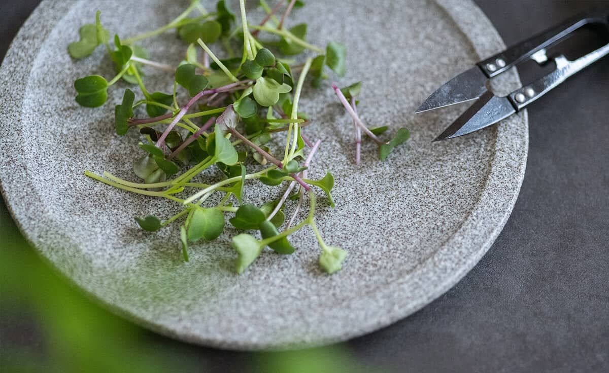 Ernteteller Mikrogarten Granicium | MG-ET von DENK Keramik