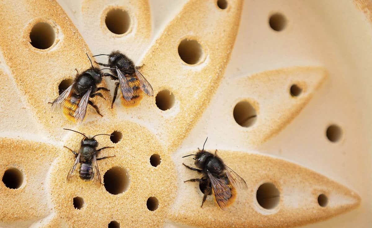 DENK Keramik Wildbienenhaus Blume CeraNatur - WBHB von DENK Keramik