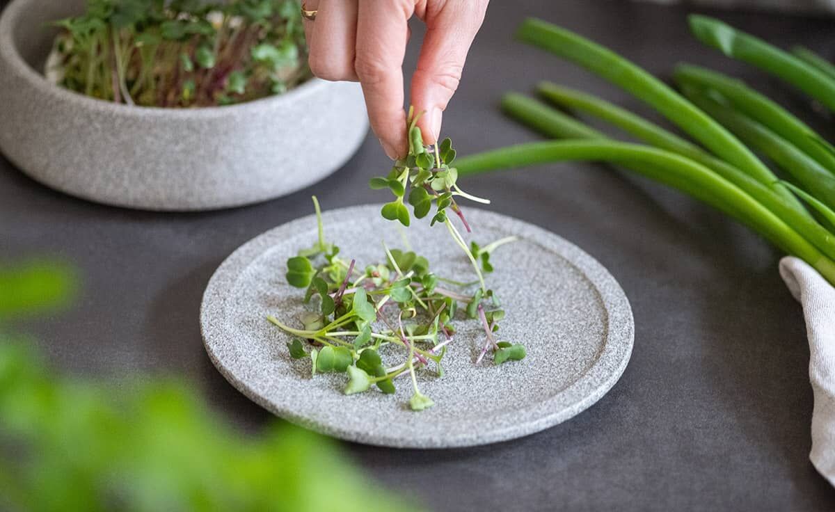 Ernteteller Mikrogarten Granicium | MG-ET von DENK Keramik