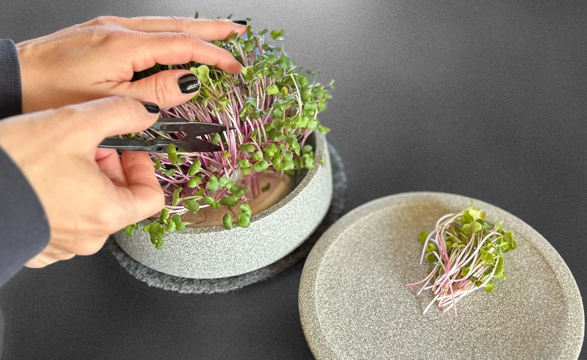 DENK Keramik Kräuterschere für Microgreens und feine Kräuter | KS von DENK Keramik