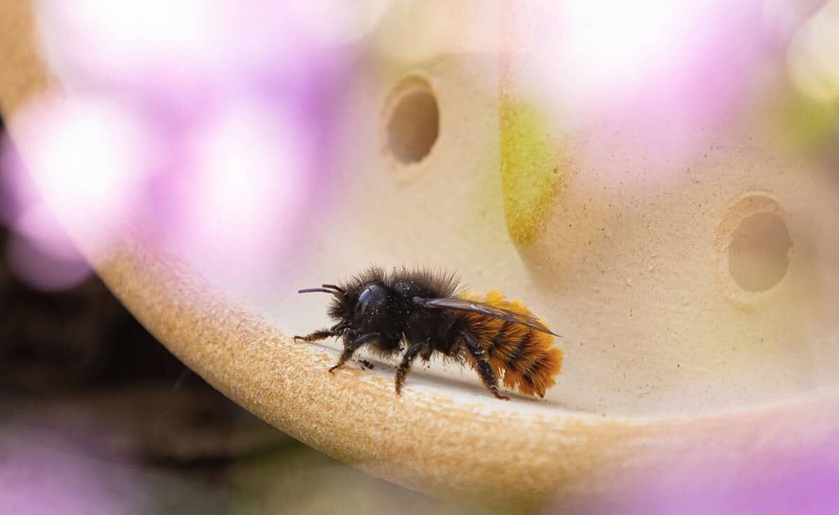 DENK Keramik Wildbienenhaus Blume CeraNatur - WBHB von DENK Keramik DENK Keramik Wildbienenhaus Blume CeraNatur - WBHB von DENK Keramik