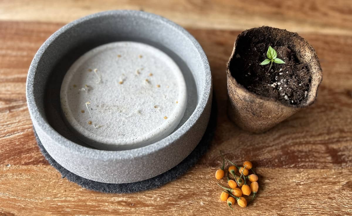 Charapita Chili-Samen für Mikrogarten | CHS von DENK Keramik