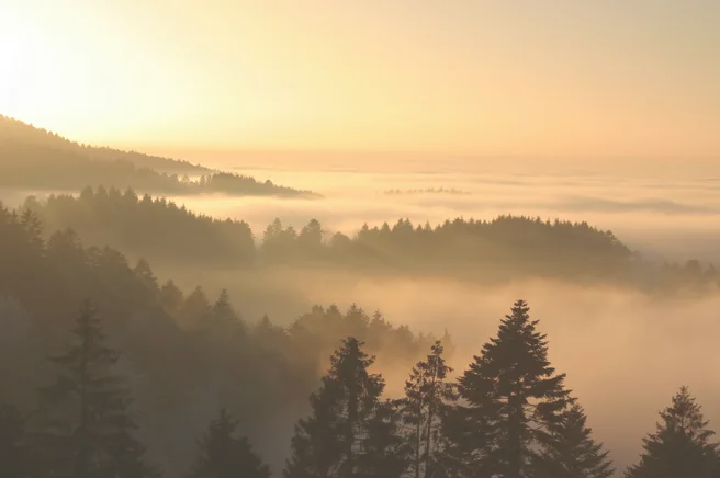 HORL® 3 Diamant - Standard | Nr. 2 HORL® 3 Diamant - Standard | Nr. 2