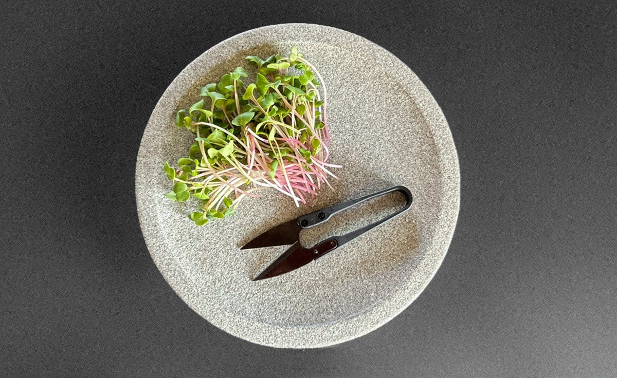 DENK Keramik Kräuterschere für Microgreens und feine Kräuter | KS von DENK Keramik