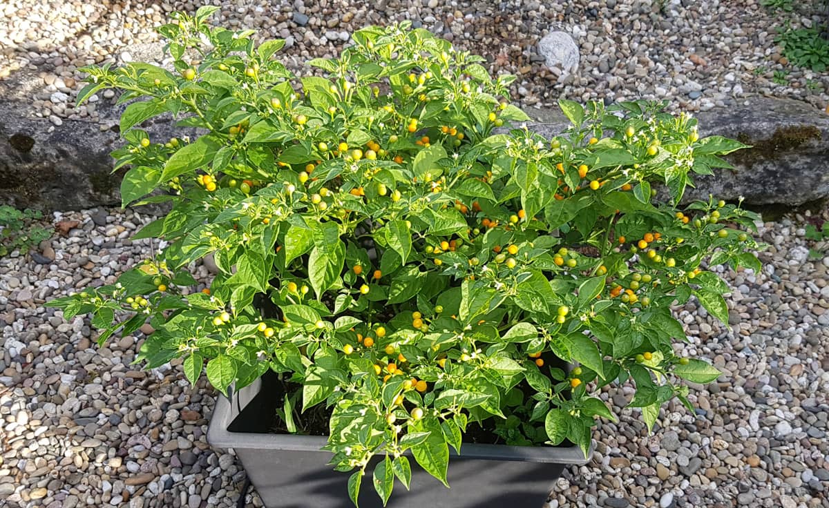 Charapita Chili-Samen für Mikrogarten | CHS von DENK Keramik