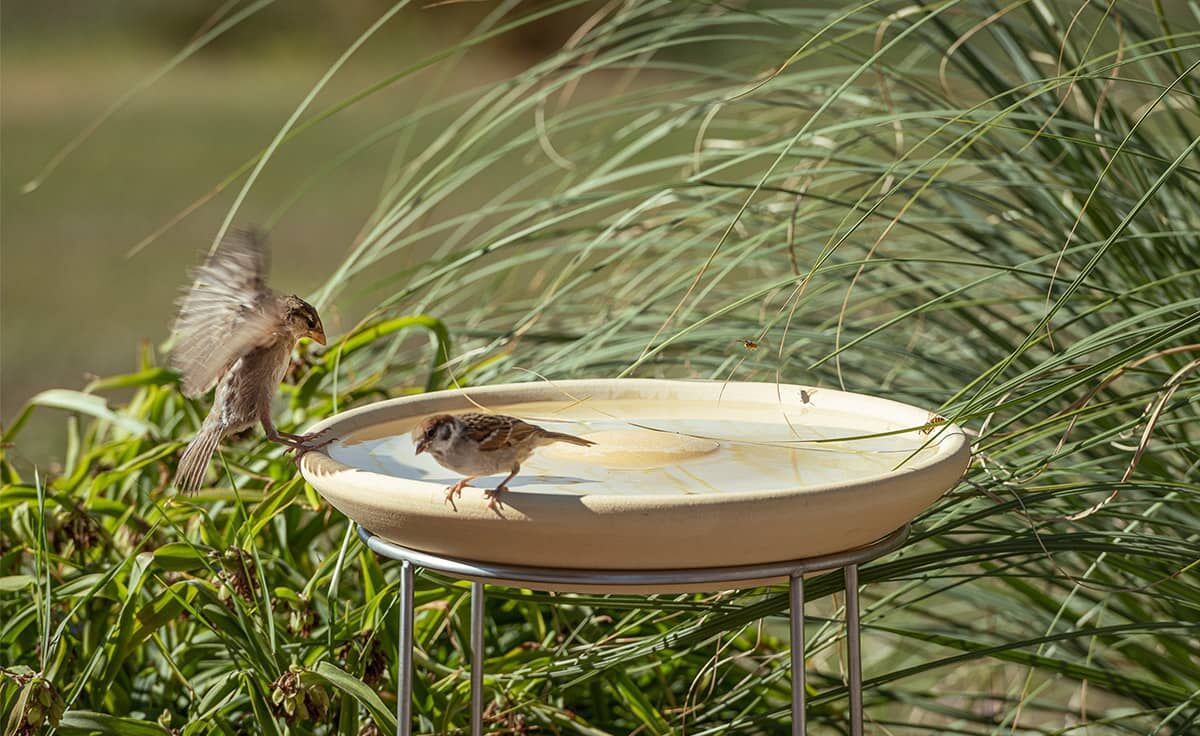 DENK Keramik Set Vogeltränke CeraNatur® mit Ständer aus Edelstahl - VTCN+ST von DENK Keramik DENK Keramik Set Vogeltränke CeraNatur® mit Ständer aus Edelstahl - VTCN+ST von DENK Keramik