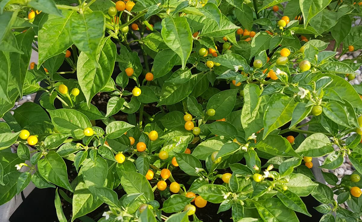 Charapita Chili-Samen für Mikrogarten | CHS von DENK Keramik